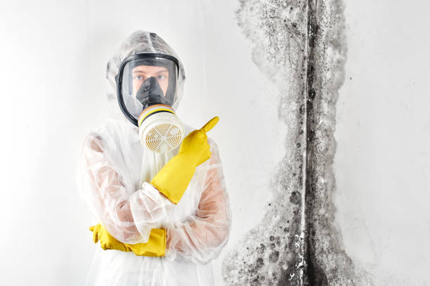 Why You Should Choose Our Mold Remediation Services in Oneida, NY